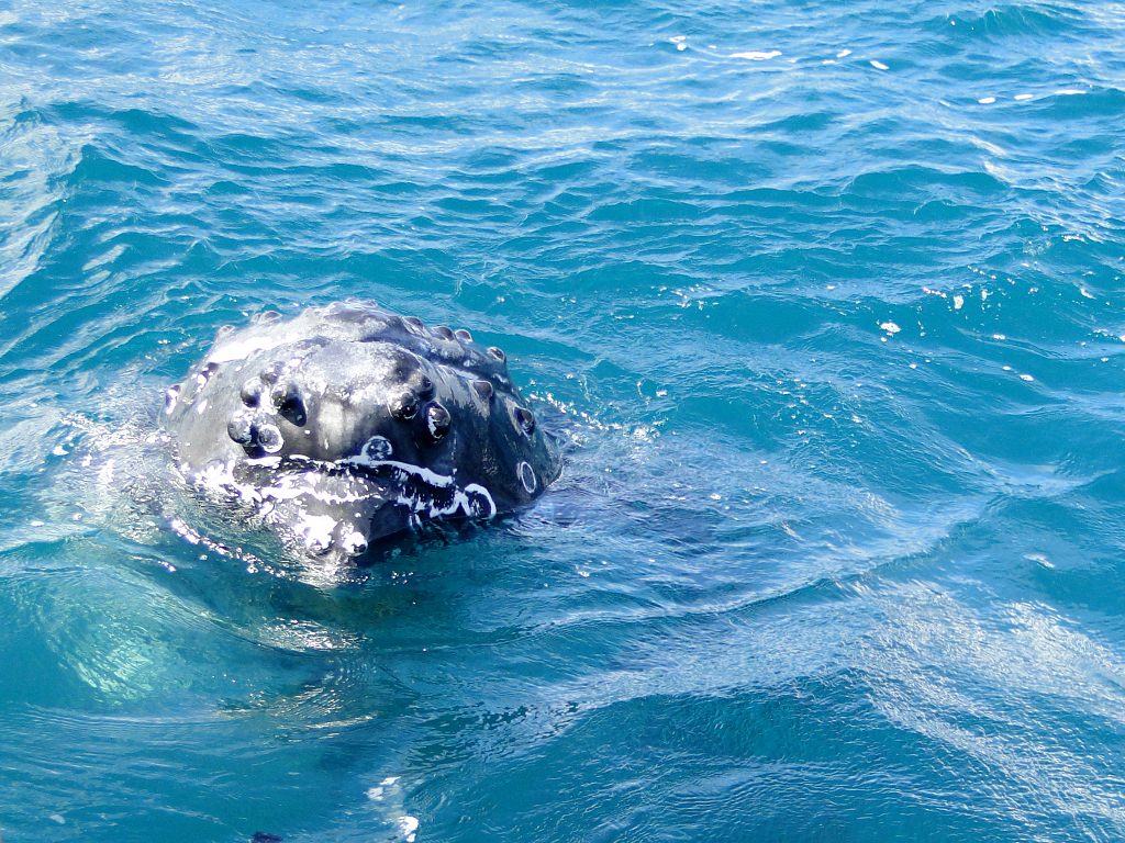 Wale beobachten Hervey Bay