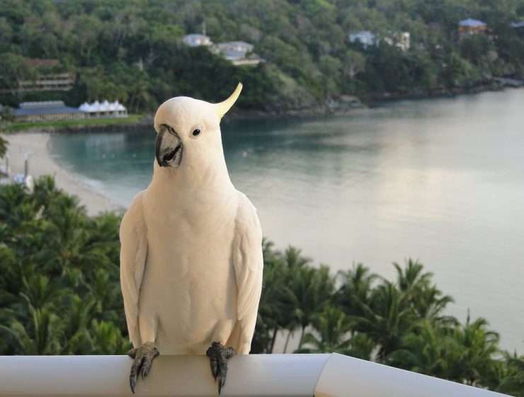 Kakadu auf dem Balkon