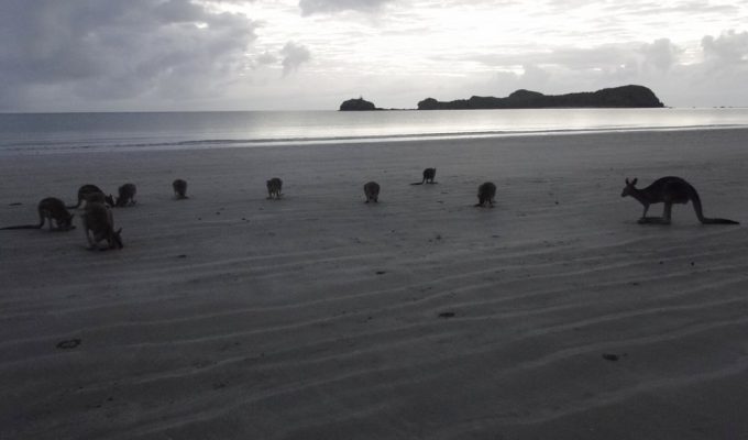 Kängurus am Strand Australien