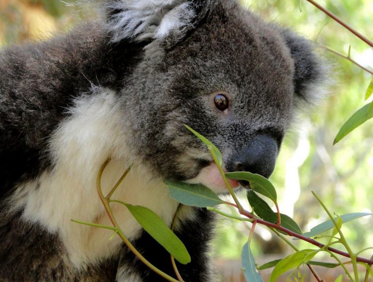 Koala in Australien