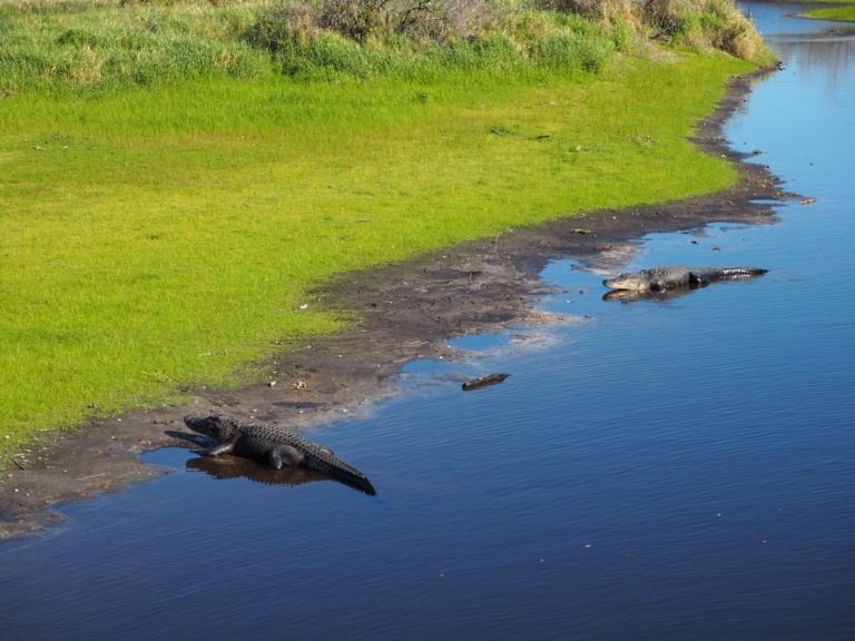 Myakka River State Park Verstecktes Abenteuer • Join The Sunny Side