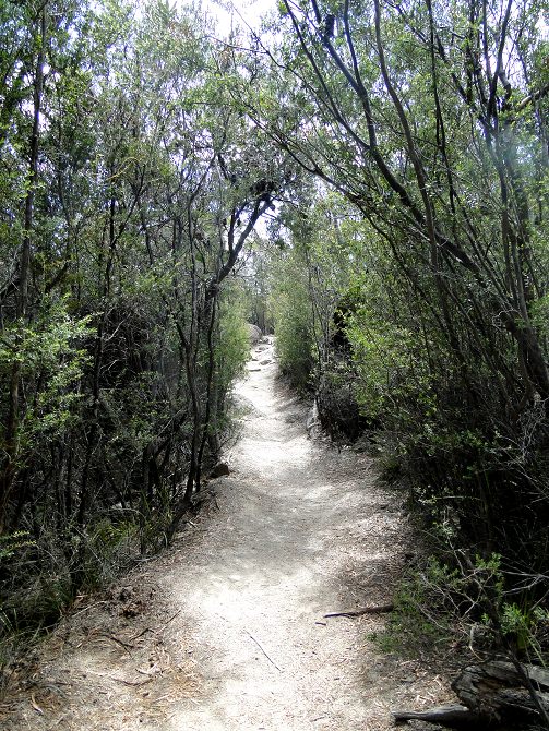 Bushwalking zum Traumstrand
