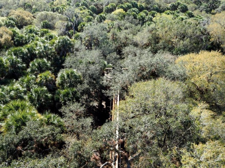 Myakka River State Park Verstecktes Abenteuer • Join The Sunny Side