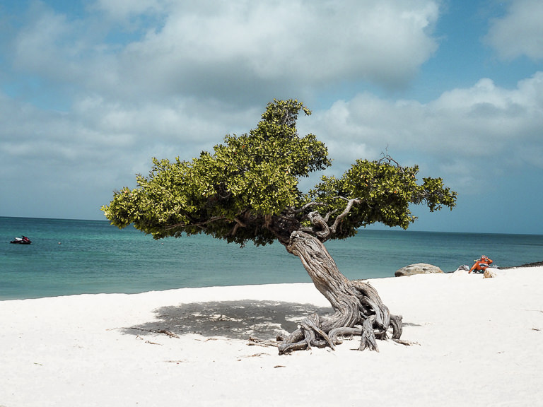 Eagle Beach Aruba Divi Divi Baum