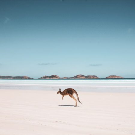 Lucky Bay Känguru Roadtrip Südwestaustralien