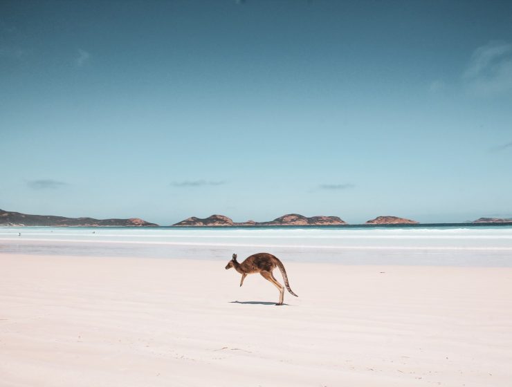 Kängurus am Strand Lucky Bay Australien