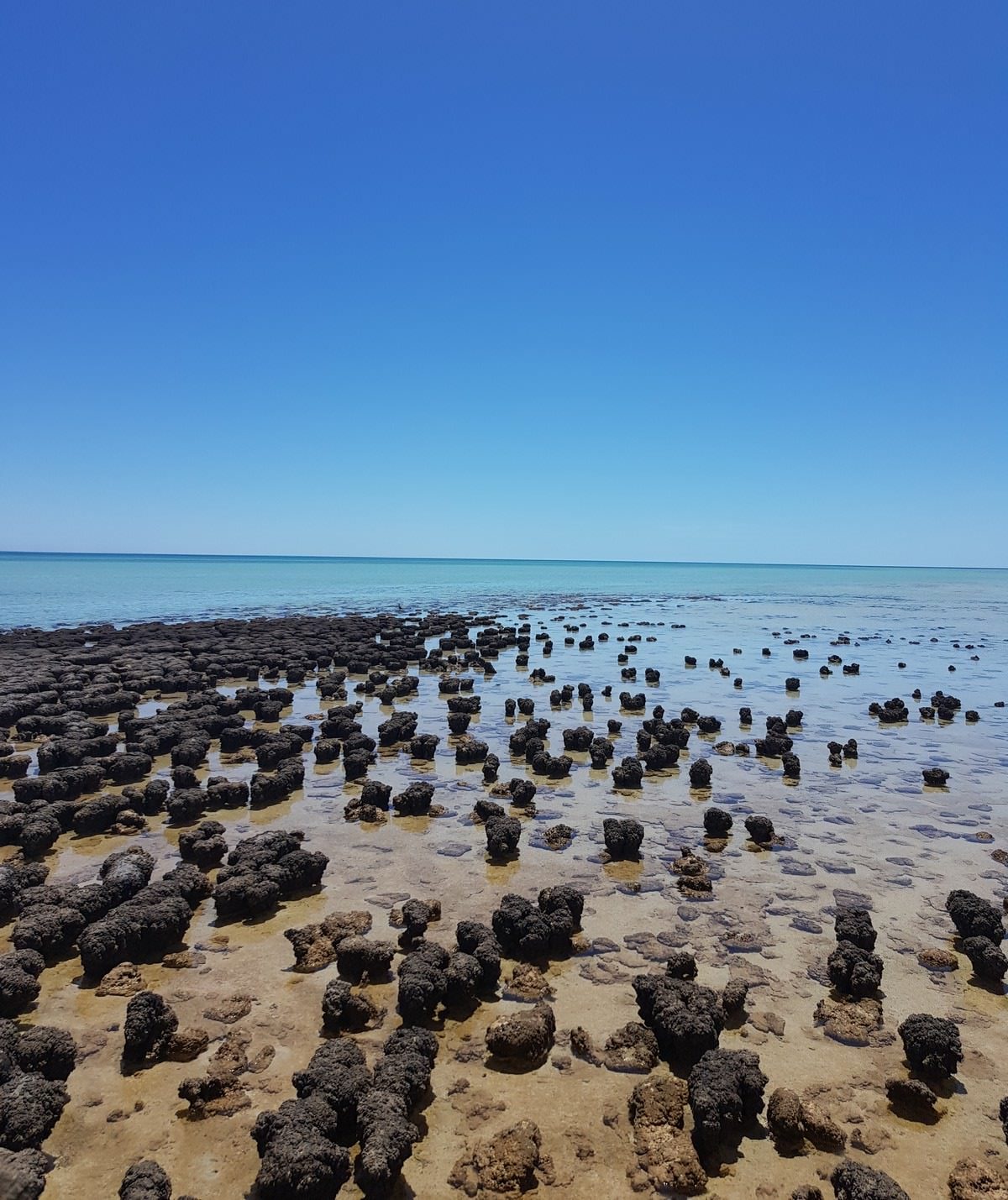 Stromatolithen Hamelin Pool
