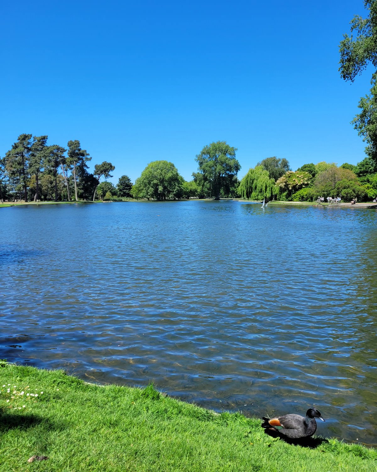 christchurch-hagley-park Hagley Park Christchurch