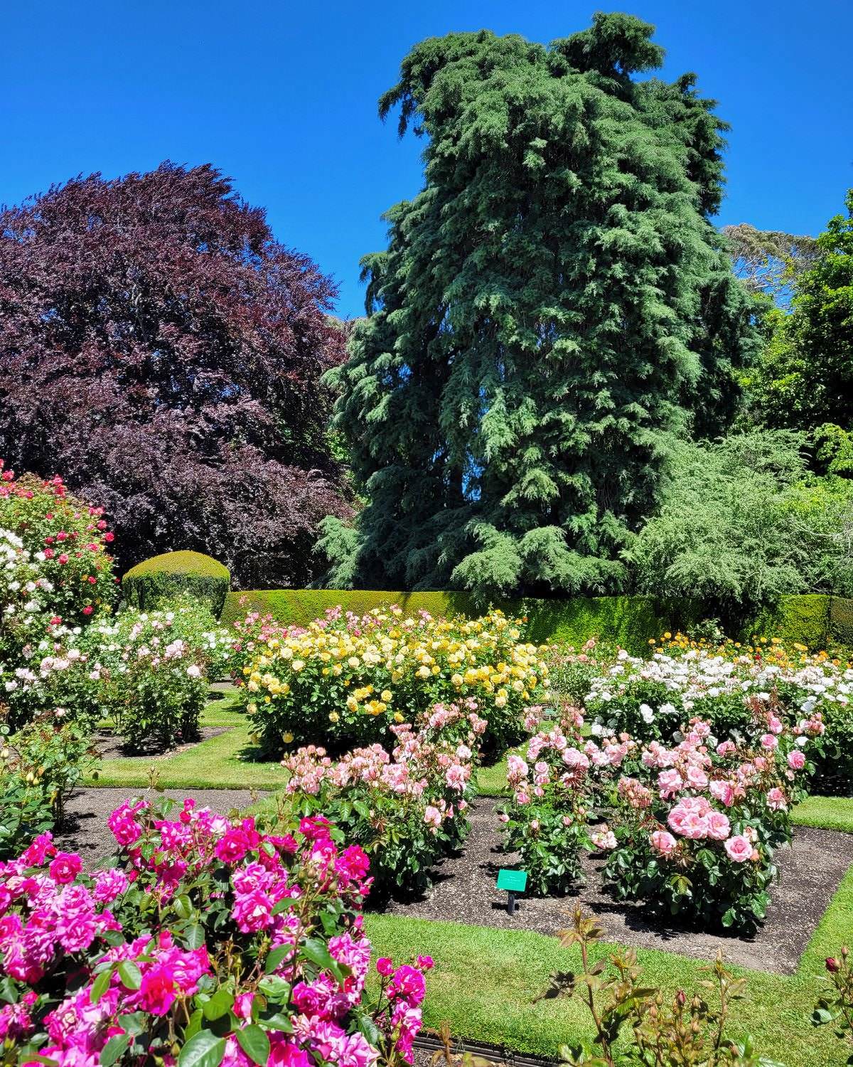 christchurch-reisetipp-botanic-garden-hagley-park Christchurch Botanic Gardens