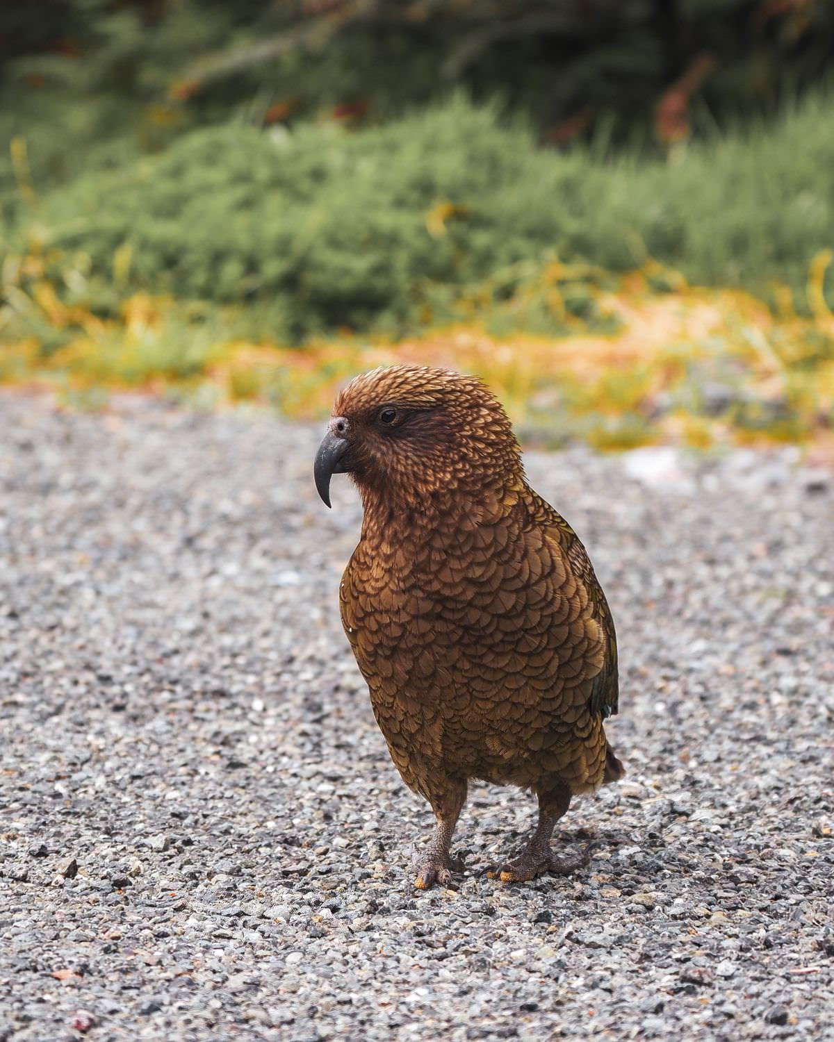 milford-sound-suedinsel-neuseeland-roadtrip-kea Kea Fjordland Neuseeland Südinsel