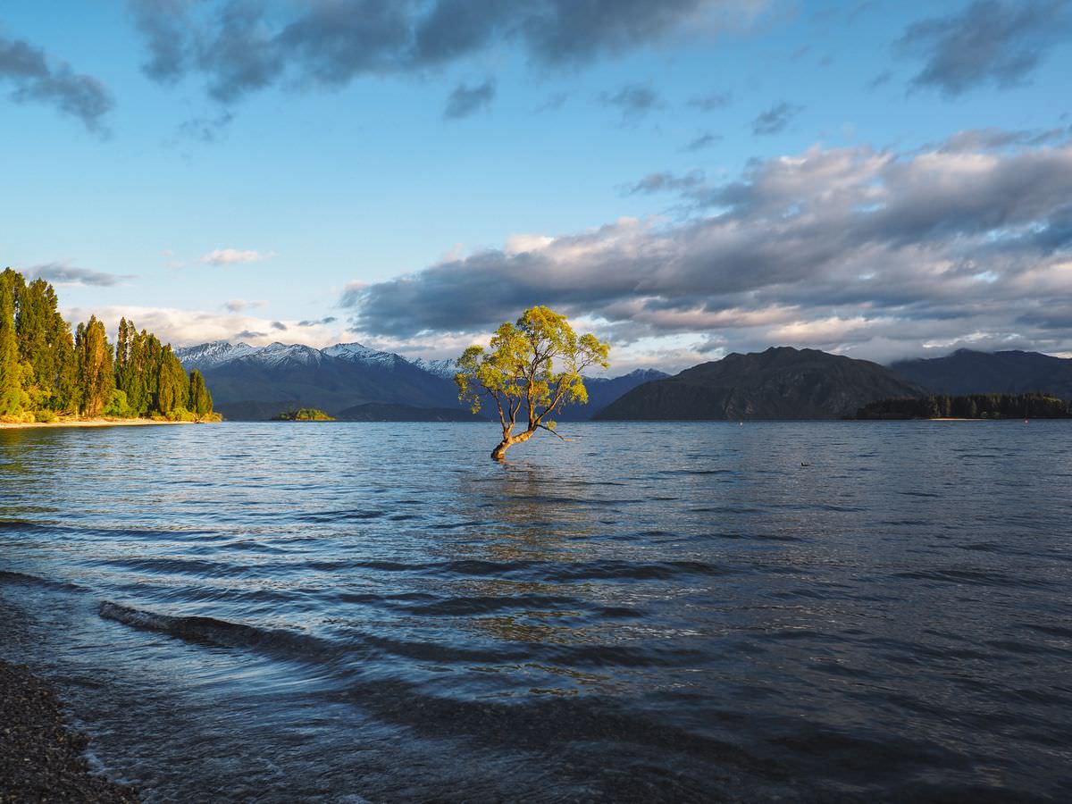 wanaka-tree-neuseeland-rundreise-suedinsel Wanaka Tree Neuseeland Südinsel Road Trip