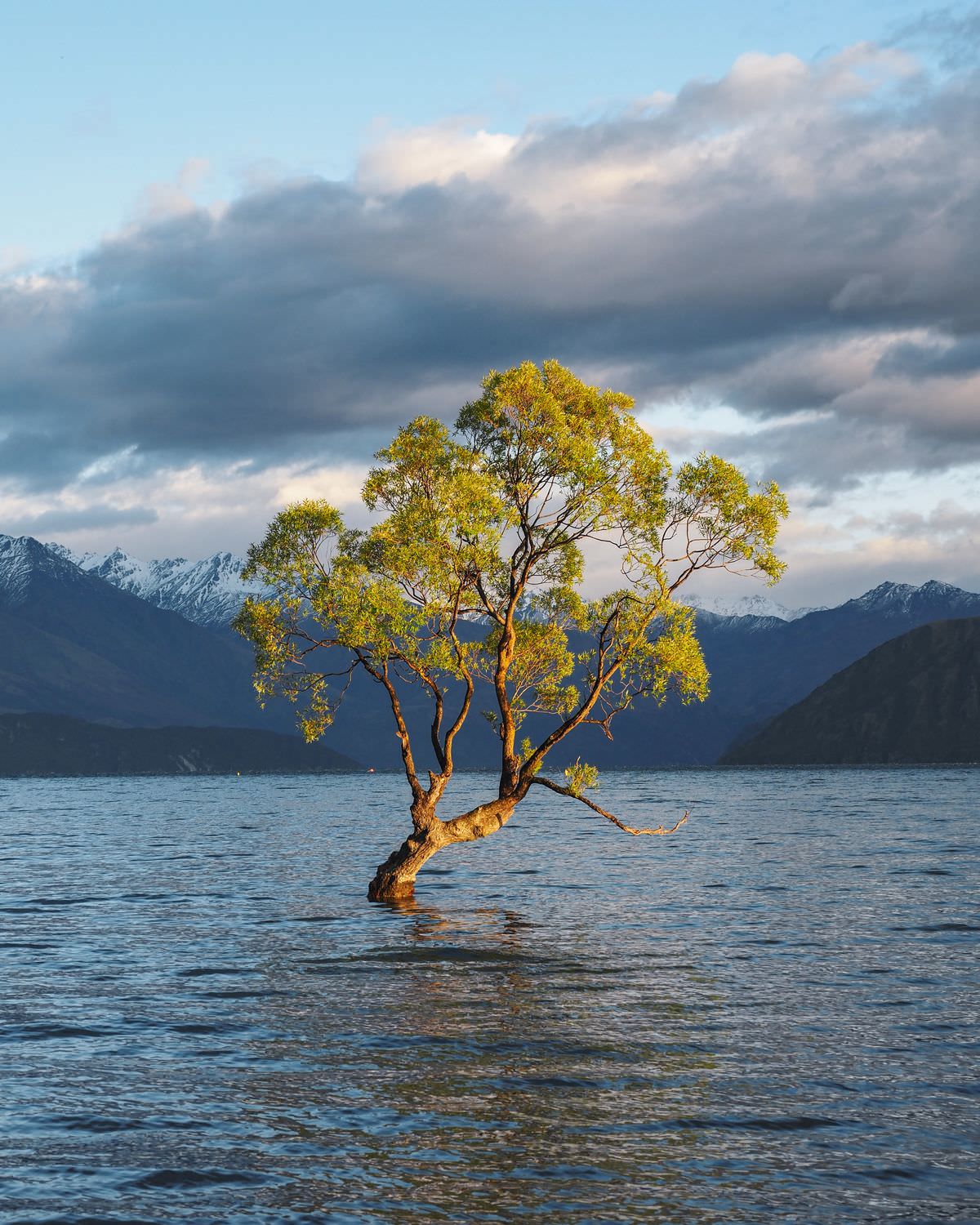 neuseeland-suedinsel-sehenswuerdigkeiten-wanaka-tree Neuseeland Südinsel Sehenswürdigkeit Wanaka Tree