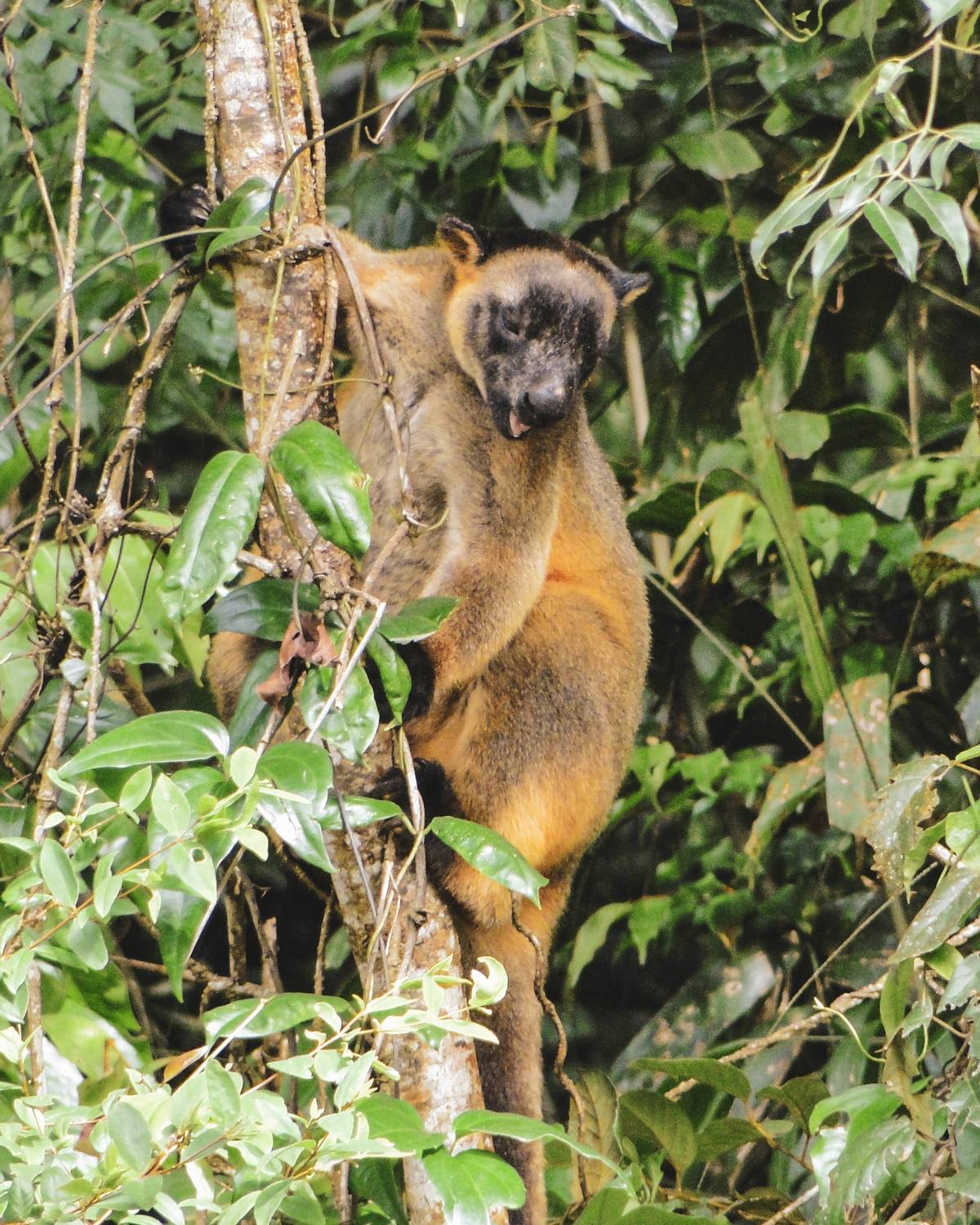 australien-ostkueste-roadtrip-atherton-tablelands Australien Ostküste Roadtrip Tree Kangaroo