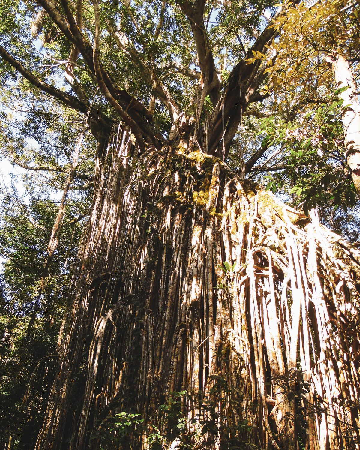 australien-ostkueste-rundreise-giant-fig-tree Australien Ostküste Rundreise Atherton Tablelands