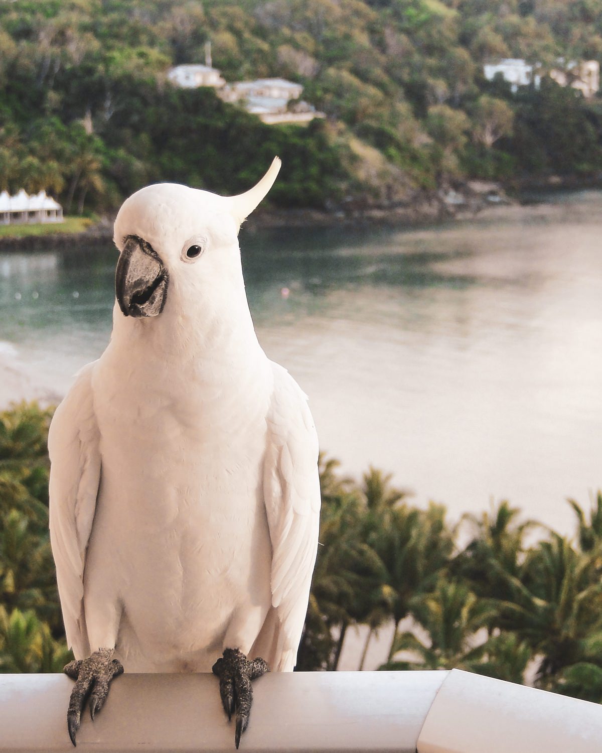 australien-ostkueste-rundreise-hamilton-island Australien Ostküste Roadtrip Whitsunday Islands