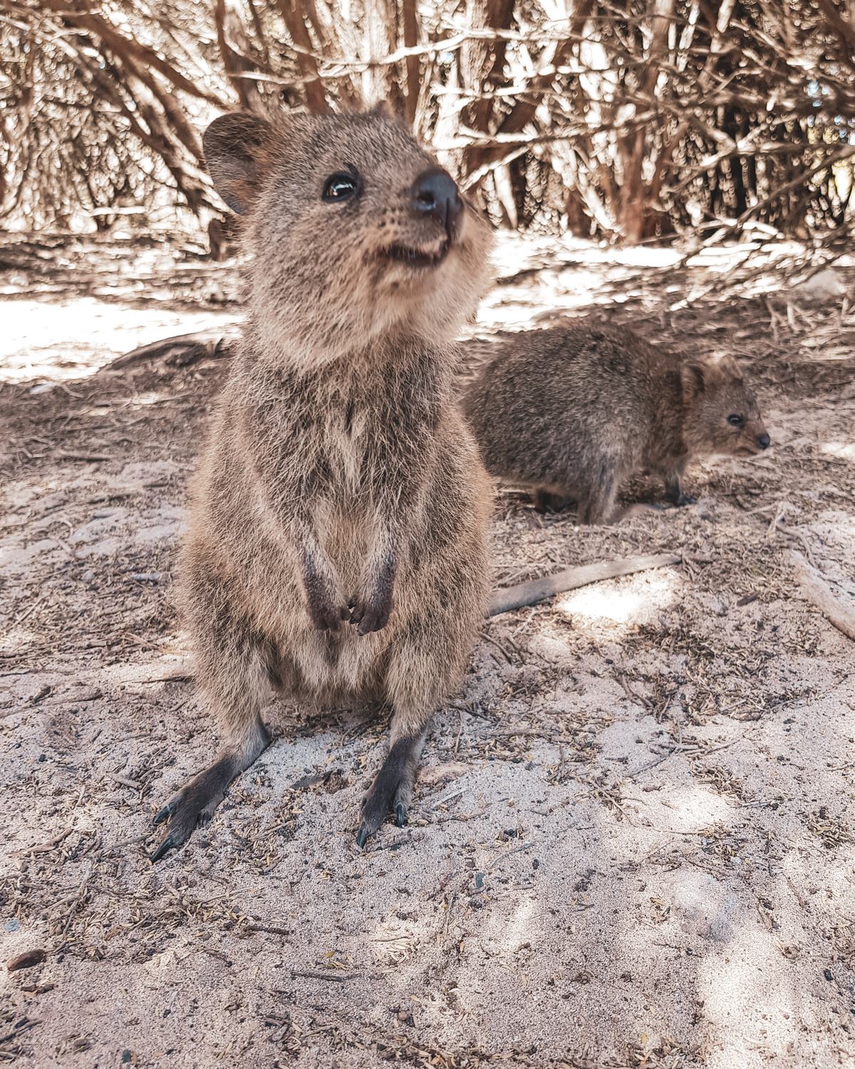 rottnest-island-quokka Rottnest Island Quokka