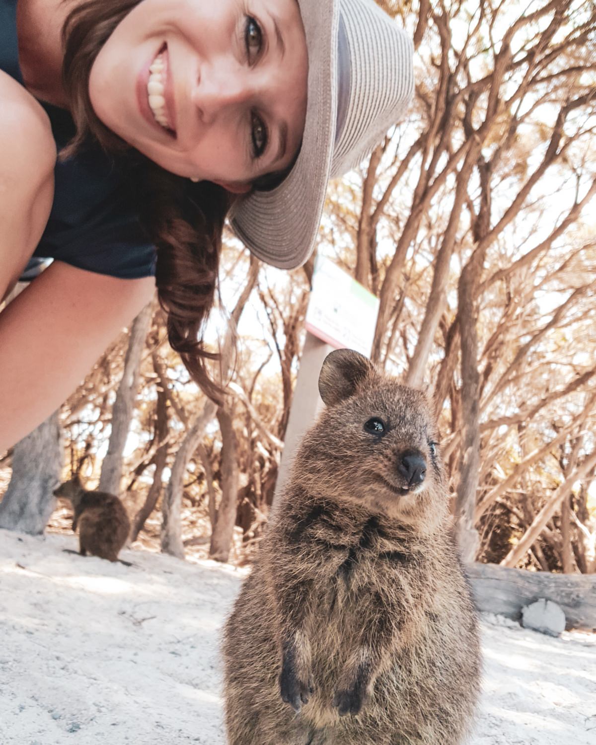 rottnest-island-quokkas Rottnest Island Quokkas und Sehenswürdigkeiten