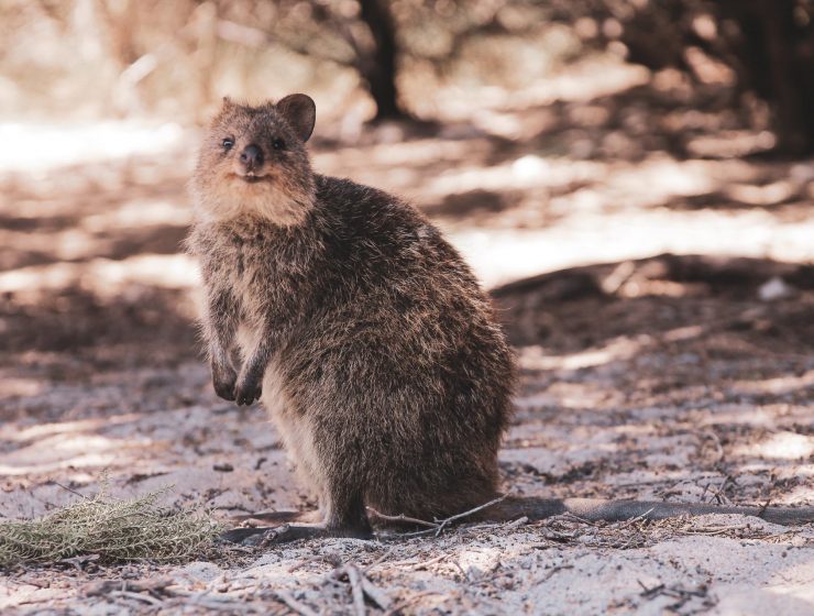 Rottnest Island Die besten Sehenswürdigkeiten